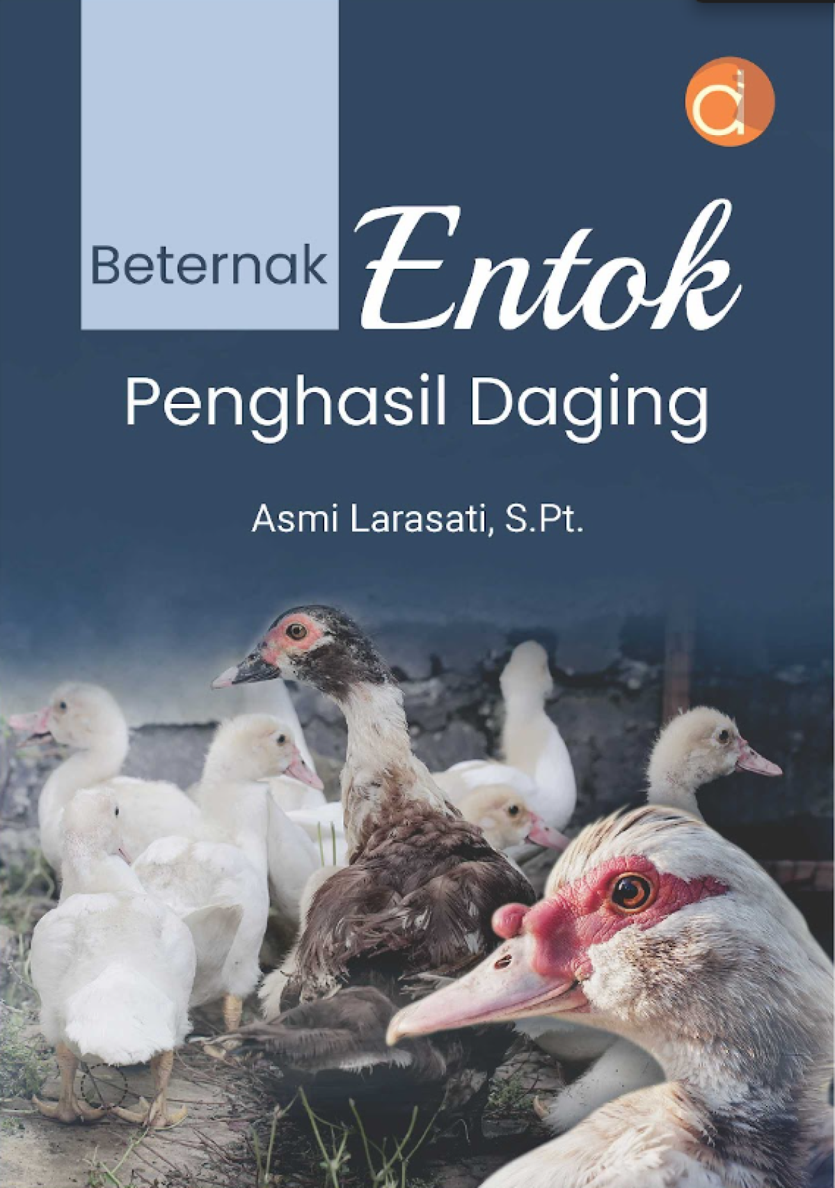 Beternak entok penghasil daging